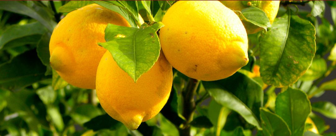 Sicilian Lemons Information and Facts